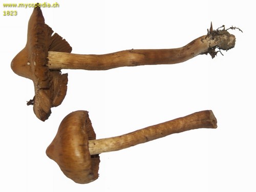 Cortinarius rubellus - 