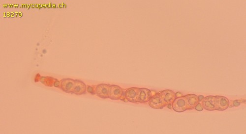 Diaporthe fibrosa - 