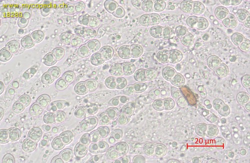 Diaporthe fibrosa - 