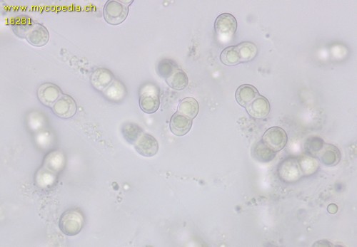 Diaporthe fibrosa - 