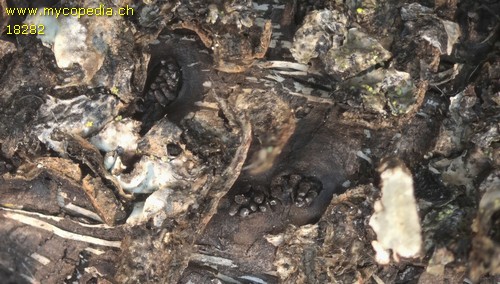 Diaporthe fibrosa - 