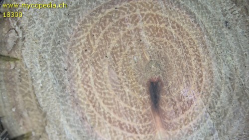 Diaporthe fibrosa - 