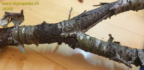Rhamnus frangula - 