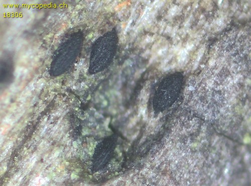 Mytilinidion mytilinellum - 