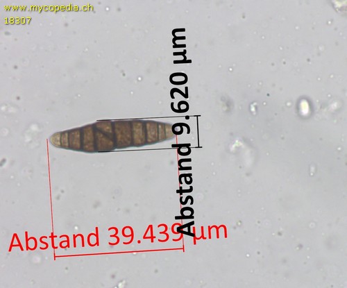 Mytilinidion mytilinellum - 