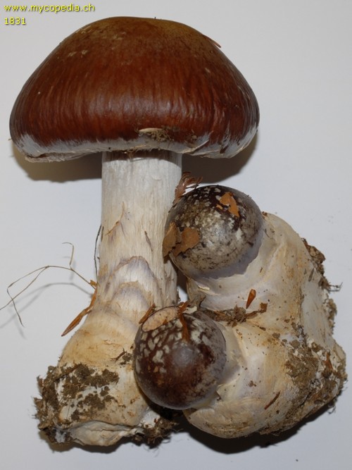 Cortinarius praestans - 