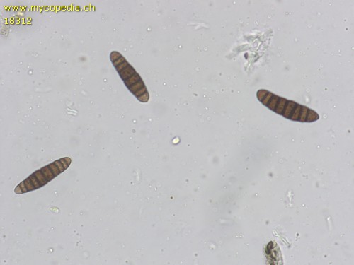 Oedohysterium insidens - 