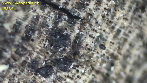 Naetrocymba nitens - 