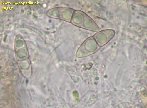 Naetrocymba nitens - 