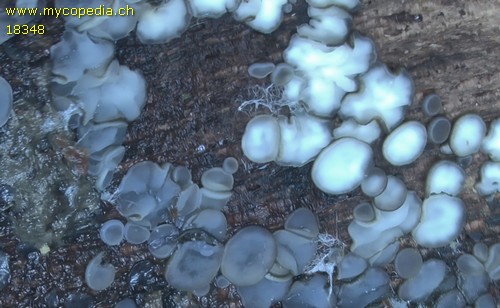 Mollisia lividofusca - 