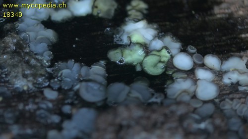 Mollisia lividofusca -  - KOH 