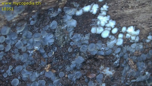 Mollisia lividofusca - 