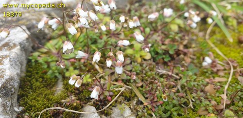 Draba verna - 