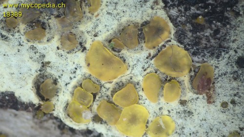 Dacrymyces variisporus - 
