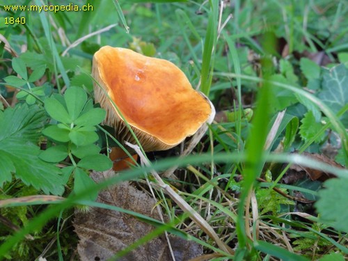 Lactifluus volemus - 