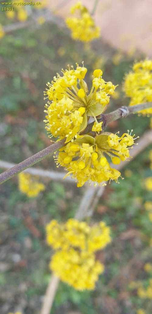 Cornus mas - 