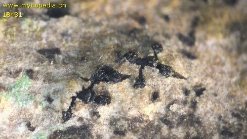 Diatrypella favacea - 