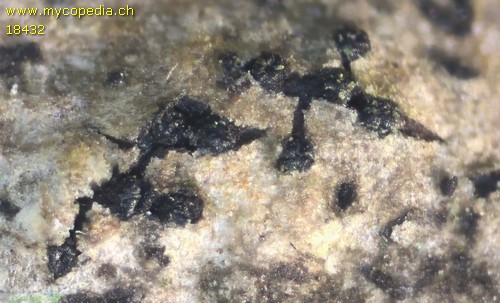 Diatrypella favacea - 