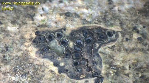 Diatrypella favacea - 