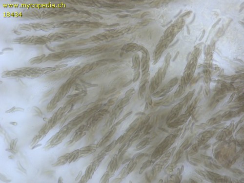 Diatrypella favacea - 