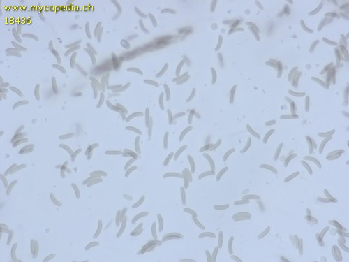 Diatrypella favacea - 
