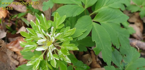 Anemone nemorosa bracteata pleniflora - 