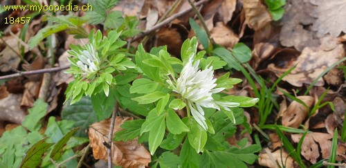 Anemone nemorosa bracteata pleniflora - 