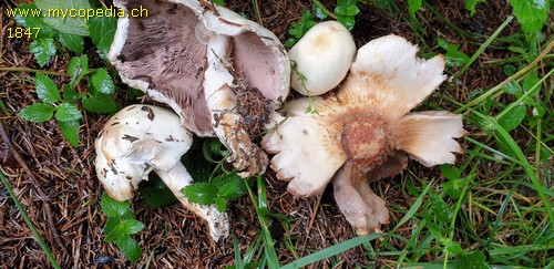 Agaricus essettei - 