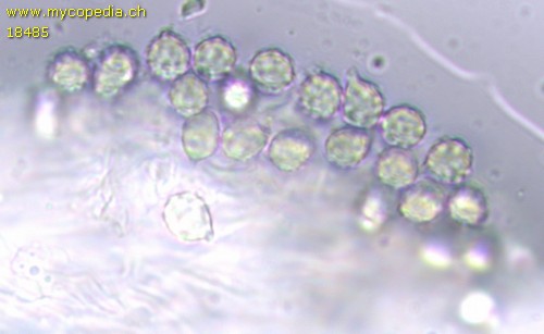 Sclerogaster compactum - 