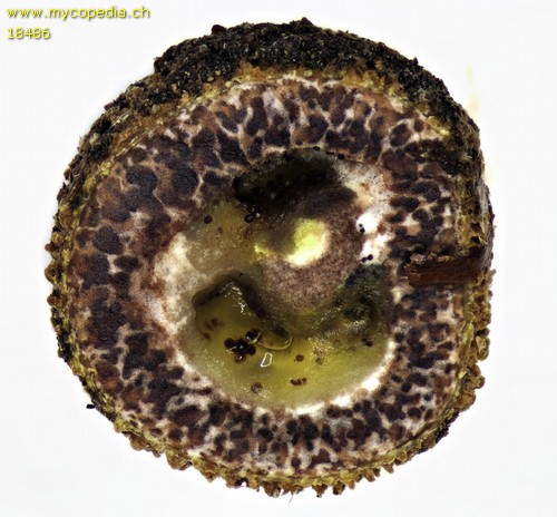 Elaphomyces muricatus - 