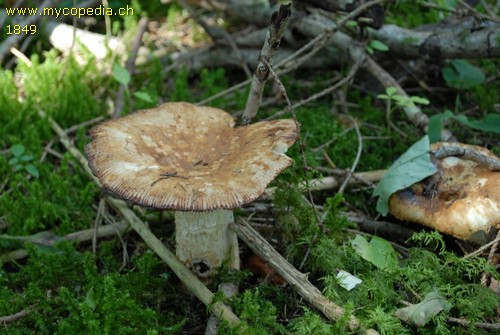 Russula foetens - 