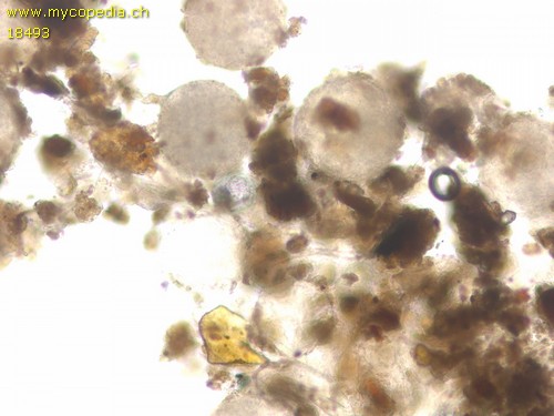 Jimgerdemannia lactiflua - 