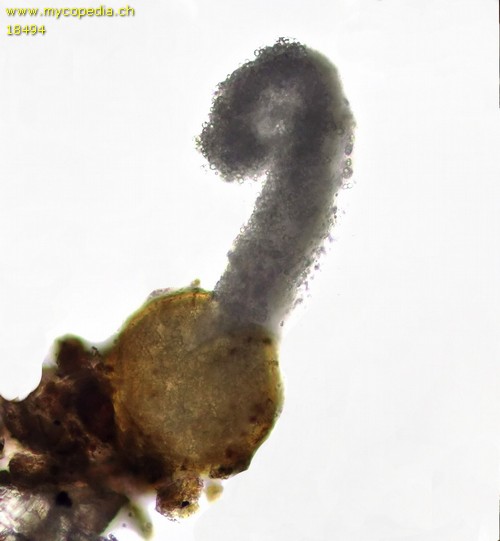 Jimgerdemannia lactiflua - 