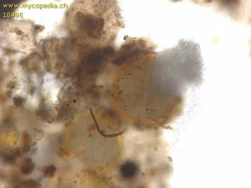 Jimgerdemannia lactiflua - 