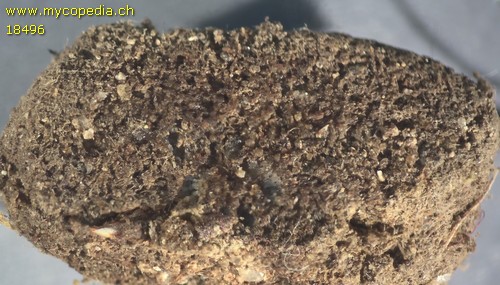 Jimgerdemannia lactiflua - 