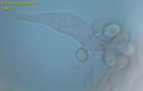 Sclerogaster compactum - 