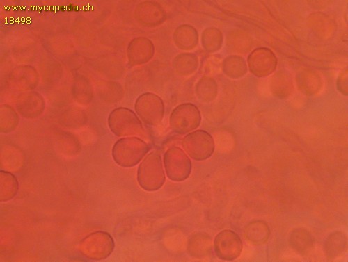 Sclerogaster compactum - Basidien - 