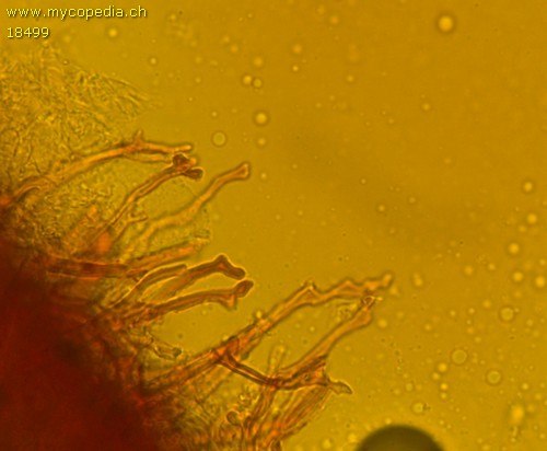 Sclerogaster compactum - Hyphen - Melzers  - 