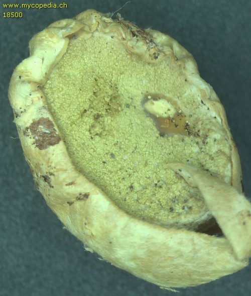 Sclerogaster compactum - 