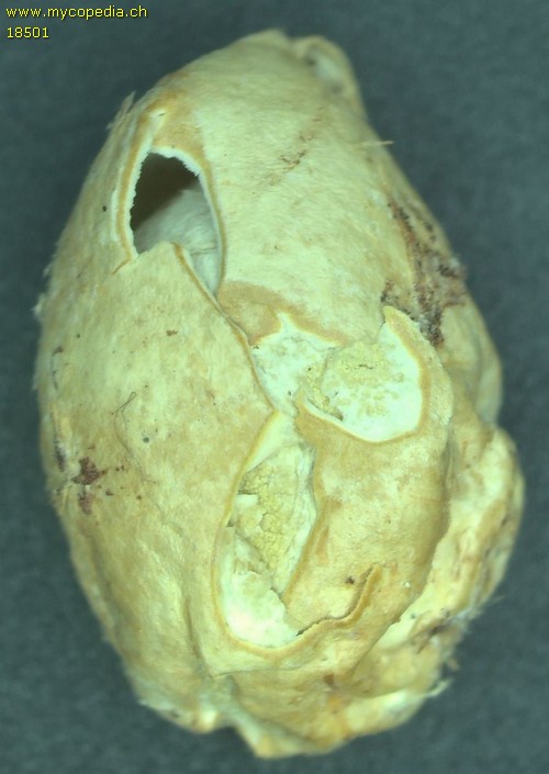 Sclerogaster compactum - 