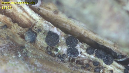 Fusarium sambucinum - 