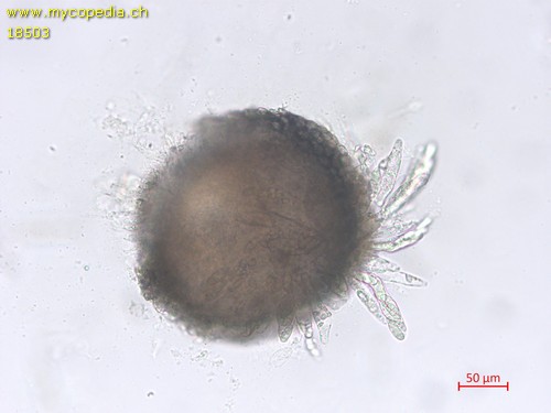 Fusarium sambucinum - 