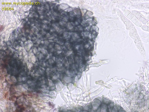 Fusarium sambucinum - 