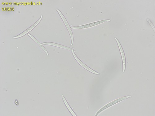 Fusarium sambucinum - 