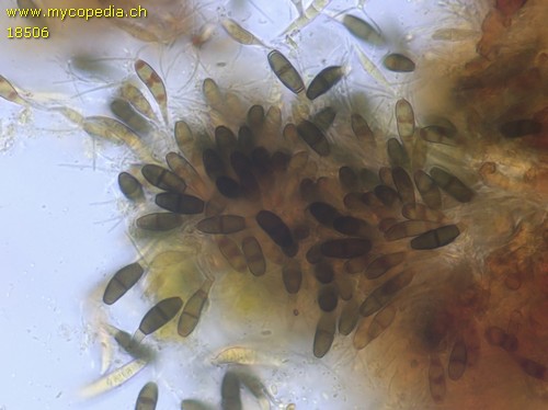 Fusarium sambucinum - 