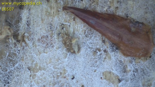 Athelia microspora - 