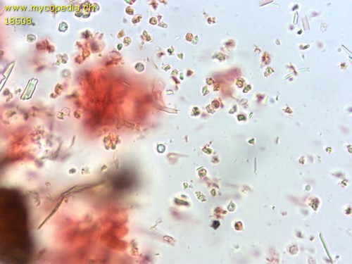 Athelia microspora - 
