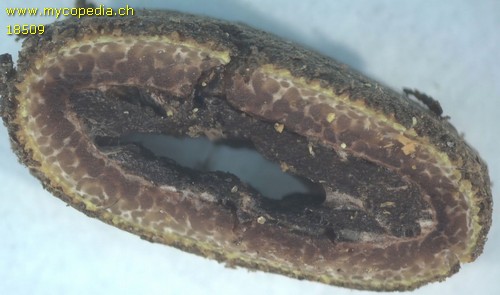 Elaphomyces muricatus - 