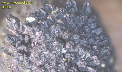 Eutypella sorbi - 