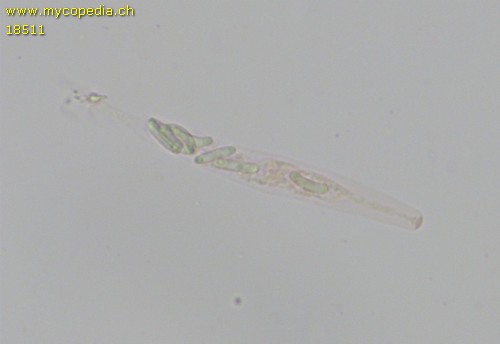 Eutypella sorbi - 